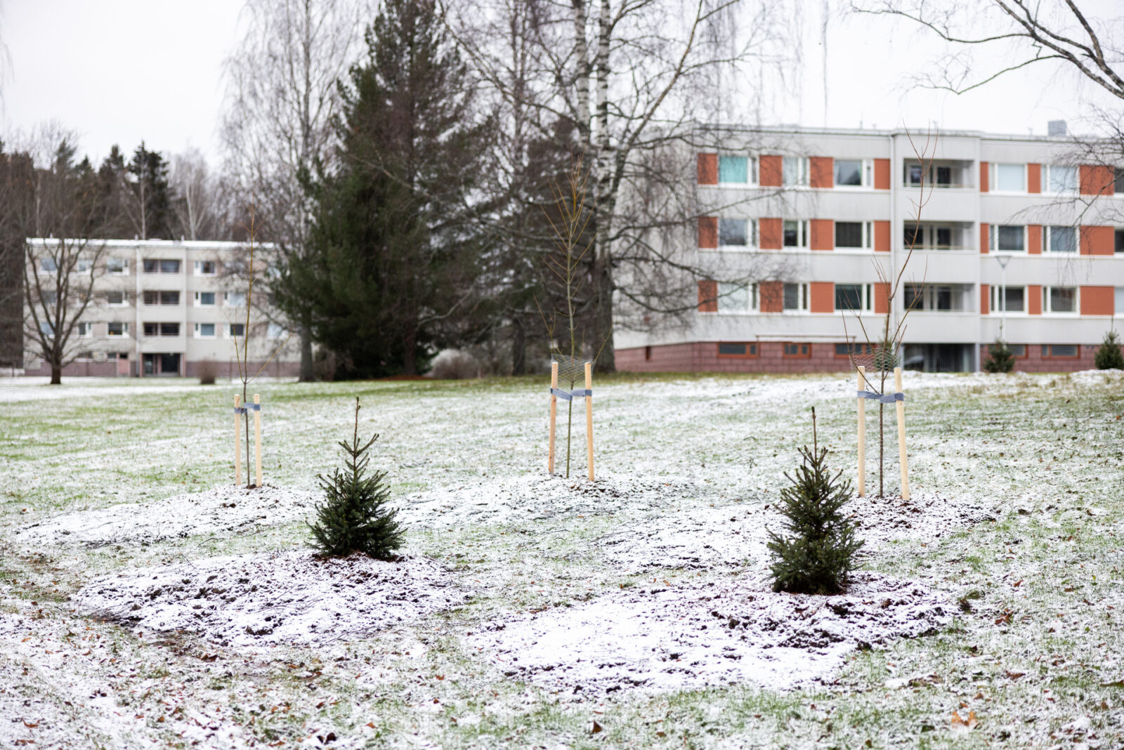 Lahti istutti 120 uutta puuta juhlavuoden kunniaksi